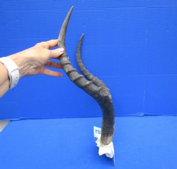 Authentic African Impala Skull Plate, Cap with 20-1/4 inches Horns for $59.99