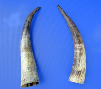 18-1/4 and 17-3/4 inches Sanded Cattle Horns, Lightly Polished with Hand Scraped Look for $33.99