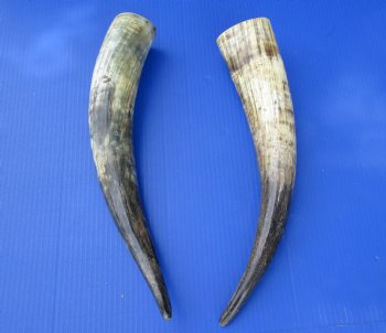 18-1/4 and 17-3/4 inches Sanded Cattle Horns, Lightly Polished with Hand Scraped Look for $33.99