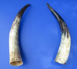 17 and 17-3/4 inches Lightly Polished Cattle Horns with a Hand Scraped Look for $35.99