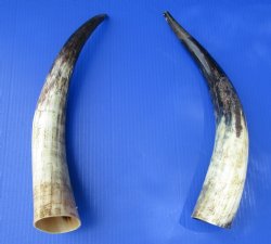 17 and 17-3/4 inches Lightly Polished Cattle Horns with a Hand Scraped Look for $33.99