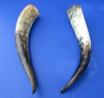 17 and 17-3/4 inches Lightly Polished Cattle Horns with a Hand Scraped Look for $33.99