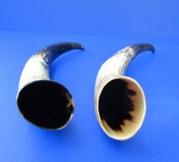 17 and 17-3/4 inches Lightly Polished Cattle Horns with a Hand Scraped Look for $33.99