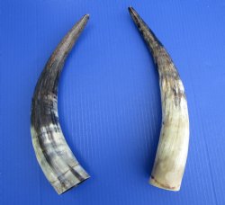 14-1/2 and 14-3/4 inches Sanded Cow Horns, Lightly Polished for $19.99