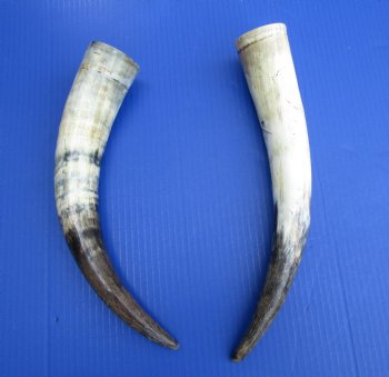 14-1/2 and 14-3/4 inches Sanded Cow Horns, Lightly Polished for $19.99