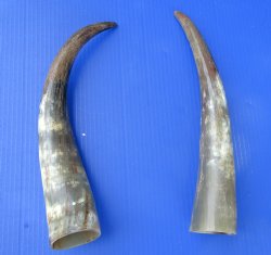13-3/4 and 15 inches Cow Horns, Sanded and Lightly Polished for $19.99