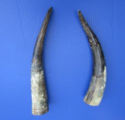 14 and 15 inches Lightly Polished Cow Horns with a Hand Scraped Look for $19.99