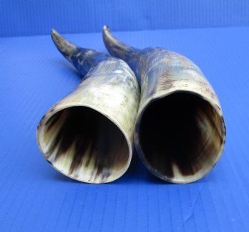 14 and 15 inches Lightly Polished Cow Horns with a Hand Scraped Look for $19.99