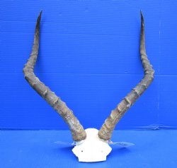 Authentic African Impala Skull Plate, Cap with 21-1/4 inches Horns for $64.99