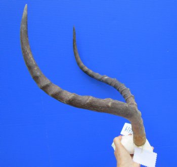 Authentic African Impala Skull Plate, Cap with 21-1/4 inches Horns for $64.99