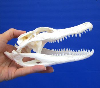 7-3/4 inches Florida Alligator Skull for $59.99