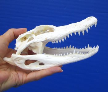 7-1/4 inches Authentic Florida Alligator Skull for $64.99