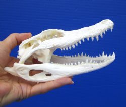 7-1/4 inches Authentic Florida Alligator Skull for $59.99