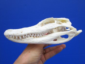 7-1/4 inches Authentic Florida Alligator Skull for $64.99