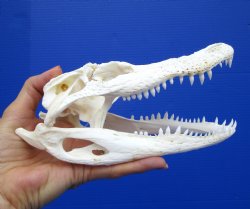 7-7/8 inches Authentic Florida Alligator Skull for $59.99
