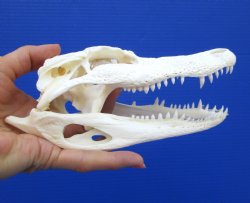 7-1/2 inches Authentic Florida Alligator Skull for $59.99