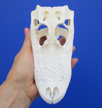 7-1/2 inches Authentic Florida Alligator Skull for $59.99
