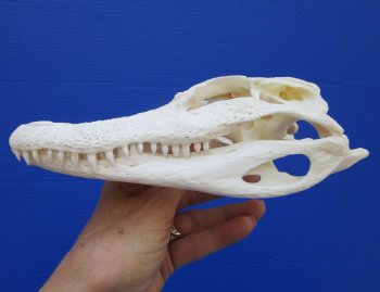 7-1/2 inches Authentic Florida Alligator Skull for $59.99