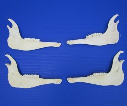 4 African Blesbok Jaw Bones, 2 Right, 2 Left for $8 each-