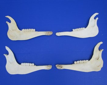 4 African Blesbok Jaw Bones, 2 Right, 2 Left for $8 each-