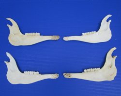 4 African Blesbok Jaw Bones, 2 Right, 2 Left for $8 each-