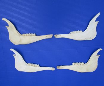 4 African Blesbok Jaw Bones, 2 Right, 2 Left for $8 each-