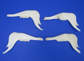 4 African Blesbok Jaw Bones 8-7/8 to 10-1/4 inches long for $8 each-