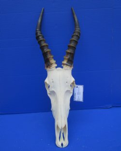 Large African Blesbok Skull with 13-3/4 inches Horns <font color=red> Grade A Quality</font> for $89.99