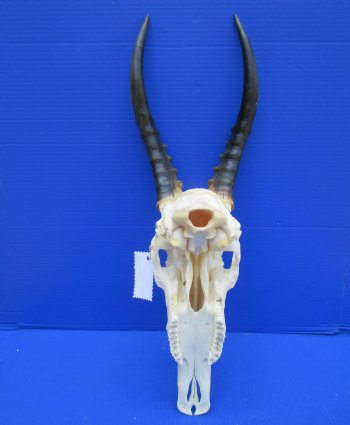 Large African Blesbok Skull with 13-3/4 inches Horns <font color=red> Grade A Quality</font> for $89.99