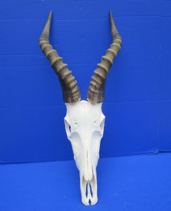 Large African Blesbok Skull with 15 inches Horns (scrapes on horns, tiny hole in skull) for $84.99 