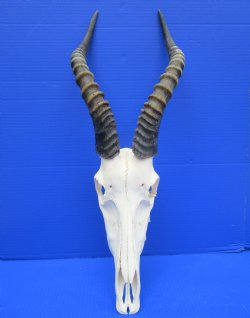 Large African Blesbok Skull with 15 and 14-3/4 inches Horns (2 tiny slits in skulll) for $84.99 