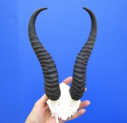 Authentic Male Springbok Skull Plate with10-3/4 and 11 inches Horns for $39.99