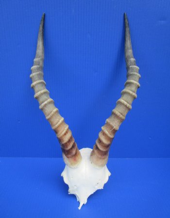 16 inches Large African Blesbok Horns on Skull Plate, Cap for $44.99