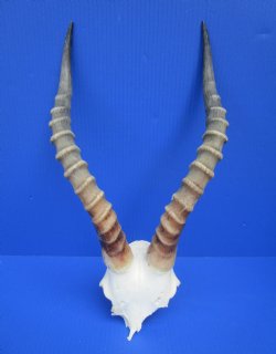 16 inches Large African Blesbok Horns on Skull Plate, Cap for $44.99