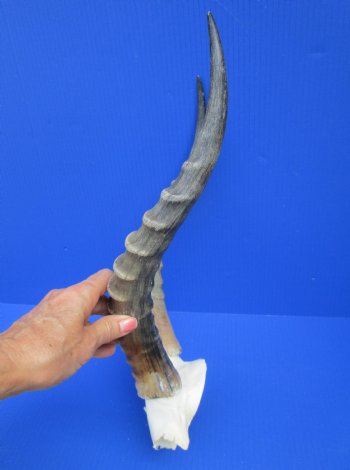 16 inches Large African Blesbok Horns on Skull Plate, Cap for $44.99