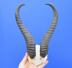 Authentic Male Springbok Skull Plate with 10-3/4 and 11-1/4 inches Horns for $39.99