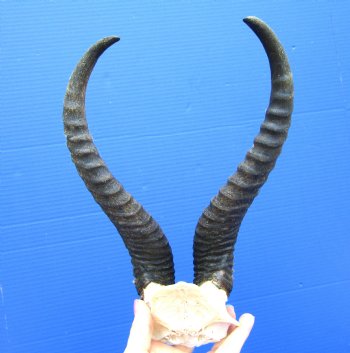Authentic Male Springbok Skull Plate with 10-3/4 and 11-1/4 inches Horns for $39.99
