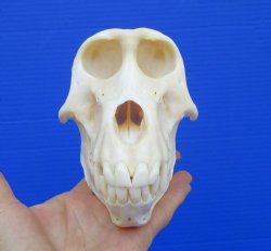 7 inches Real Female Chacma Baboon Skull  <font color=red> Grade A Quality</font> for $159.99 (CITES 302309)