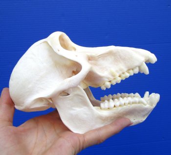 7 inches Real Female Chacma Baboon Skull  <font color=red> Grade A Quality</font> for $159.99 (CITES 302309)