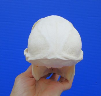 7 inches Real Female Chacma Baboon Skull  <font color=red> Grade A Quality</font> for $159.99 (CITES 302309)