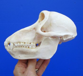 7 inches Real Female Chacma Baboon Skull  <font color=red> Grade A Quality</font> for $159.99 (CITES 302309)