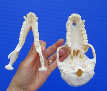 7 inches Real Female Chacma Baboon Skull  <font color=red> Grade A Quality</font> for $159.99 (CITES 302309)