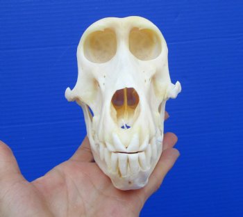 6-3/4 inches Real Female Chacma Baboon Skull  <font color=red> Grade A Quality</font> for $159.99 (CITES 302309)