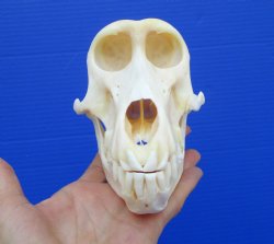 6-3/4 inches Real Female Chacma Baboon Skull  <font color=red> Grade A Quality</font> for $159.99 (CITES 302309)