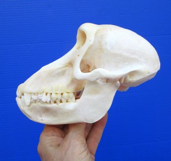 6-3/4 inches Real Female Chacma Baboon Skull  <font color=red> Grade A Quality</font> for $159.99 (CITES 302309)