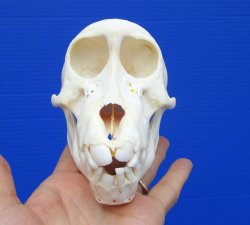 5-1/2 inches Juvenile African Chacma Baboon Skull (CITES 302309)- $109.99