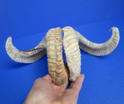 20 and 20-3/4 inches Pair of Sheep Horns for Sale (1 Right, 1 Left) for $44.99