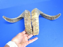 18-3/4 and 19 inches Pair of Sheep Horns for Sale (1 Right, 1 Left) for $35.99