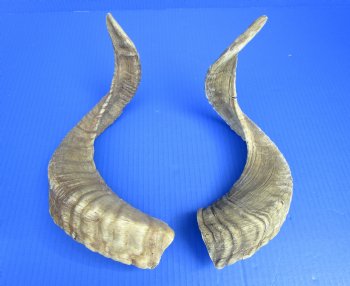 18 and 18-1/2 inches Pair of Sheep Horns for Sale (1 Right, 1 Left) for $35.99