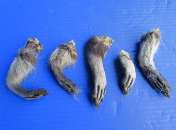 Five Raccoon Feet with Fur Preserved with Formaldehyde 3 to 4 inches long for <font color=red>$14.99</font> (Plus $8.00 Ground Advantage Mail)